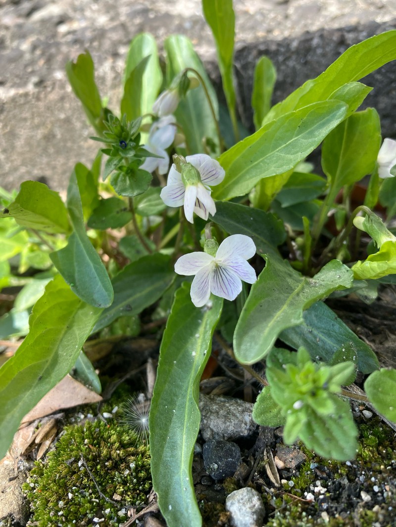 Viola betonicifolia var. albescens photo 6