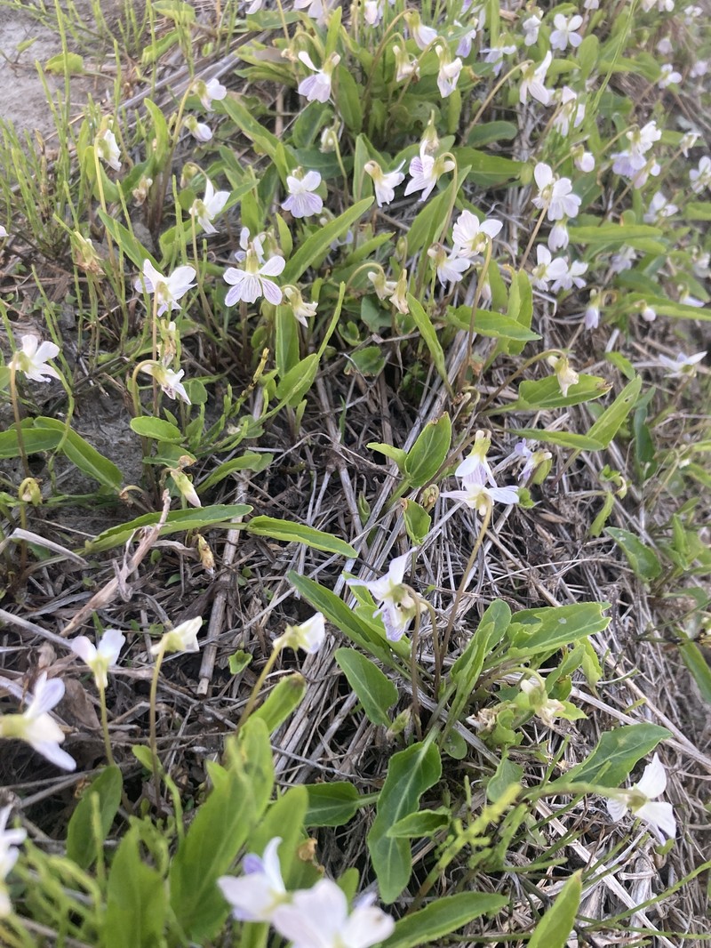 Viola betonicifolia var. albescens photo 8
