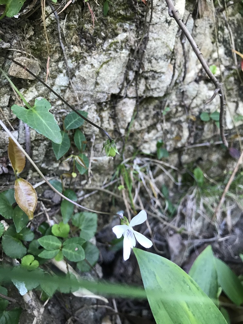 Viola betonicifolia var. oblongosagittata photo 2