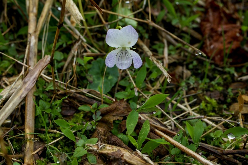 Viola betonicifolia var. oblongosagittata photo 3