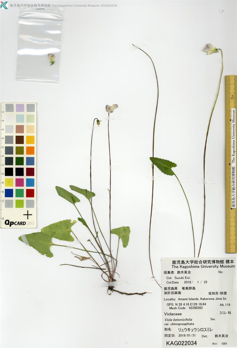 Viola betonicifolia var. oblongosagittata photo 4