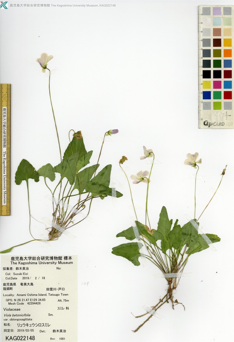 Viola betonicifolia var. oblongosagittata photo 5