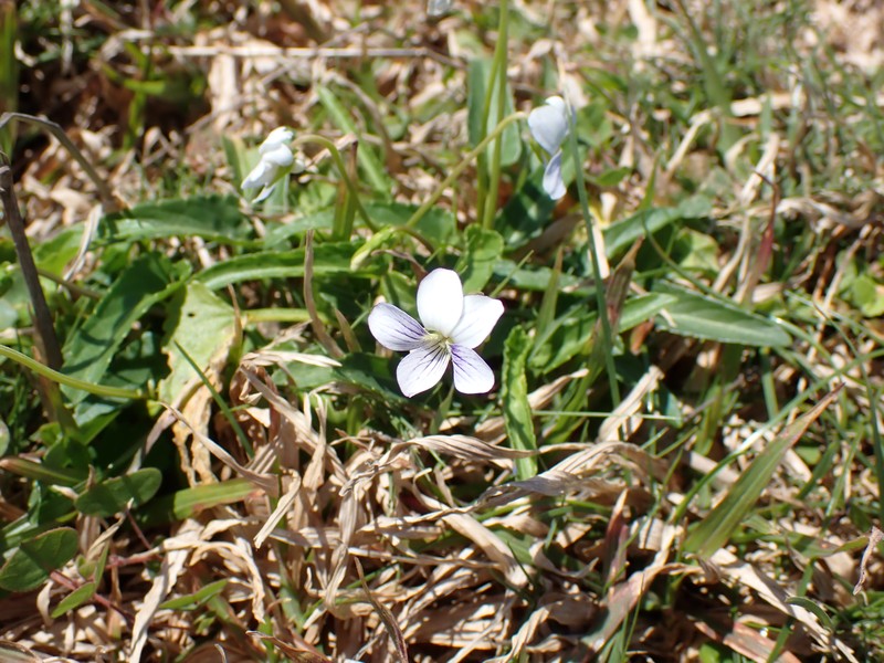 Viola betonicifolia var. oblongosagittata