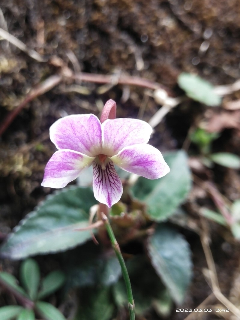 Viola bhutanica photo 2