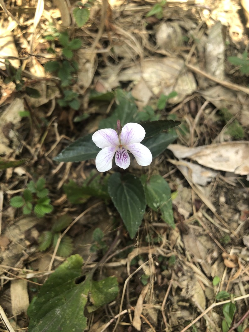 Viola bhutanica photo 4
