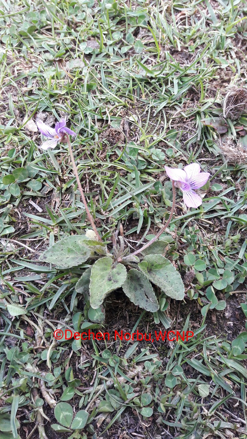 Viola bhutanica photo 5