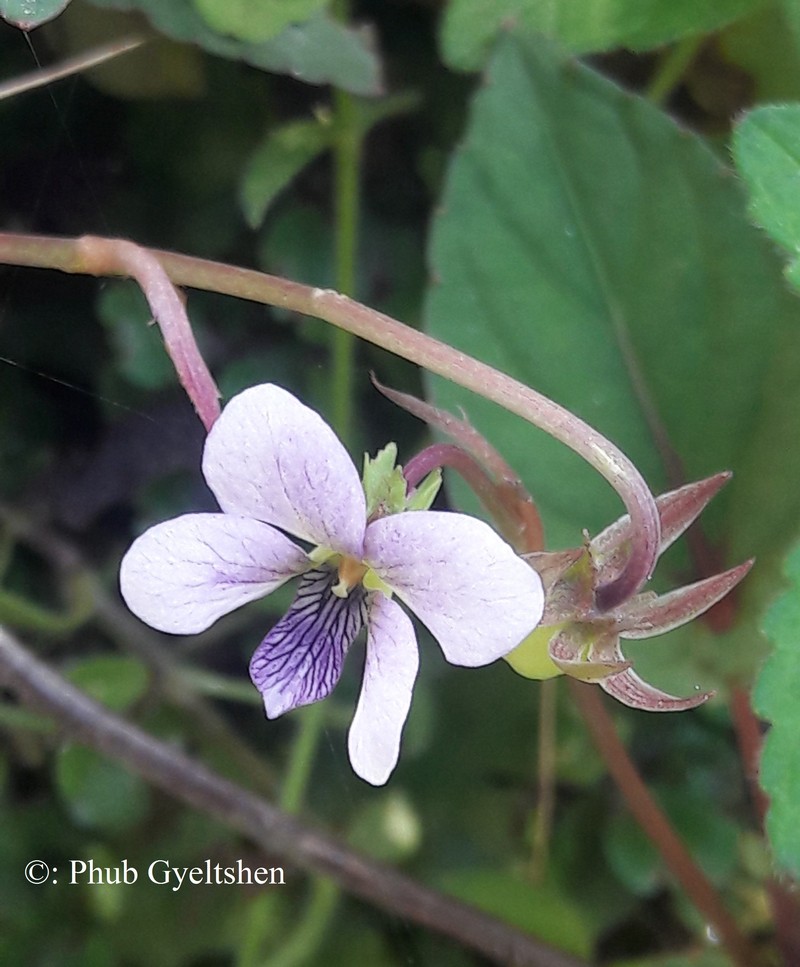 Viola bhutanica photo 6