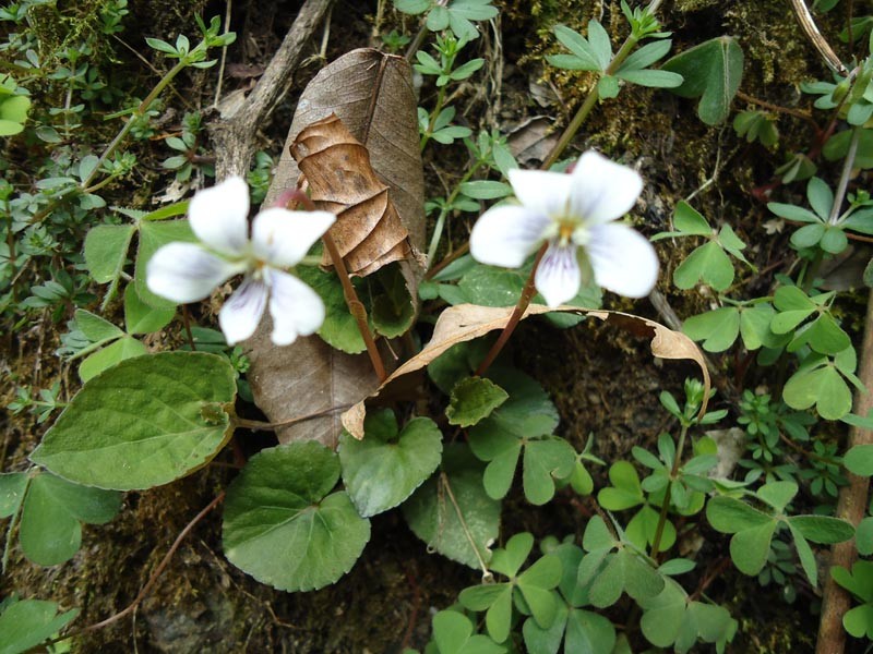 Viola bhutanica photo 7