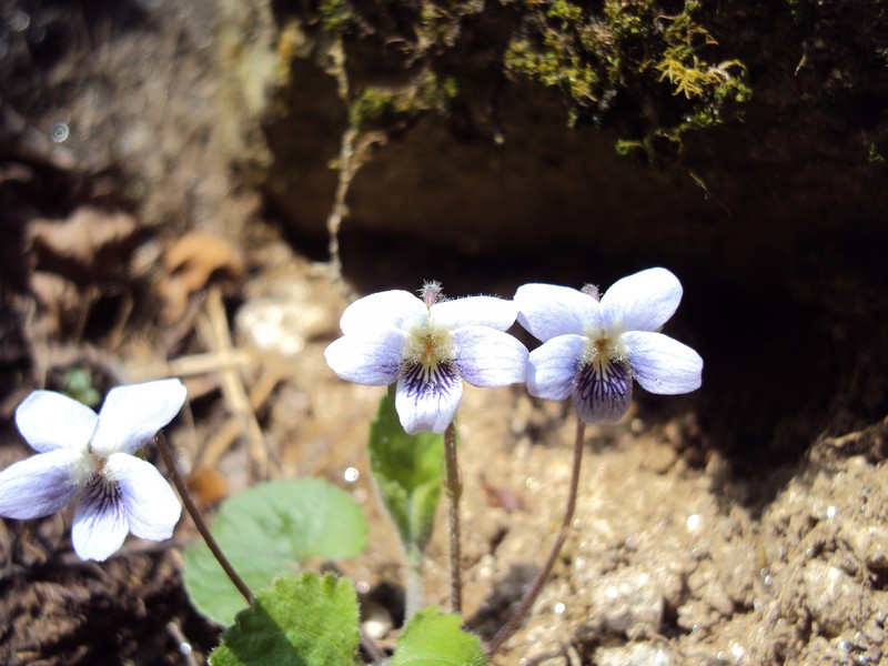 Viola bhutanica photo 8