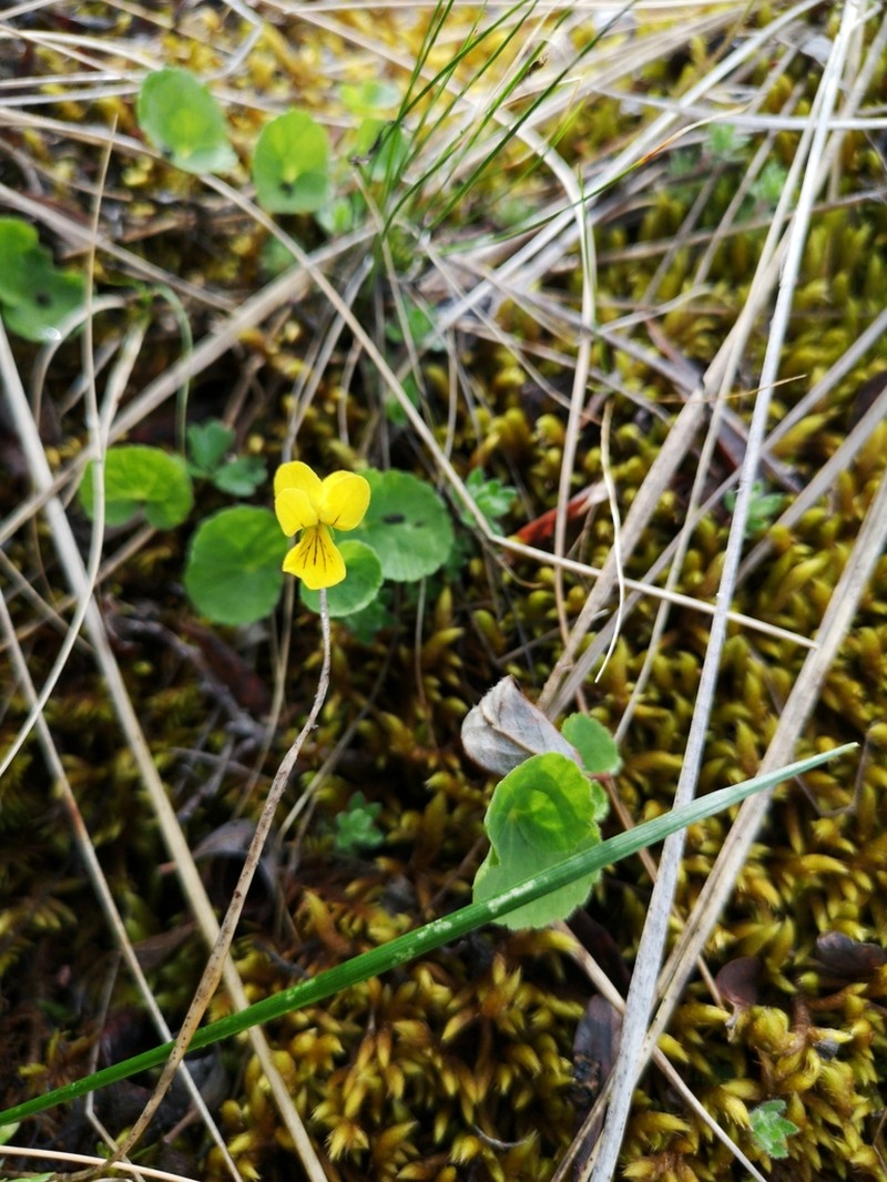 Arctic Yellow Violet photo 3