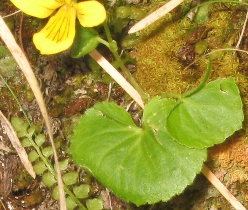 Arctic Yellow Violet photo 4