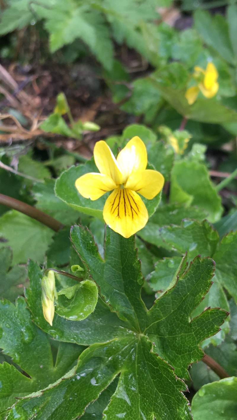 Arctic Yellow Violet photo 5