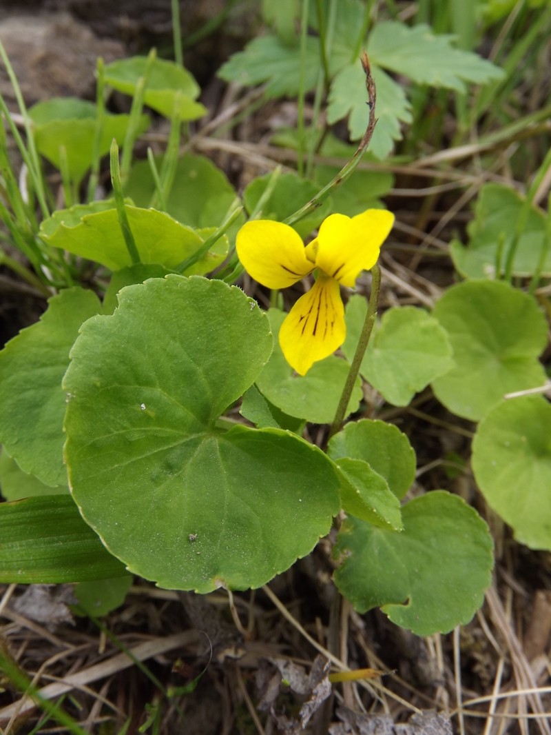 Arctic Yellow Violet photo 6