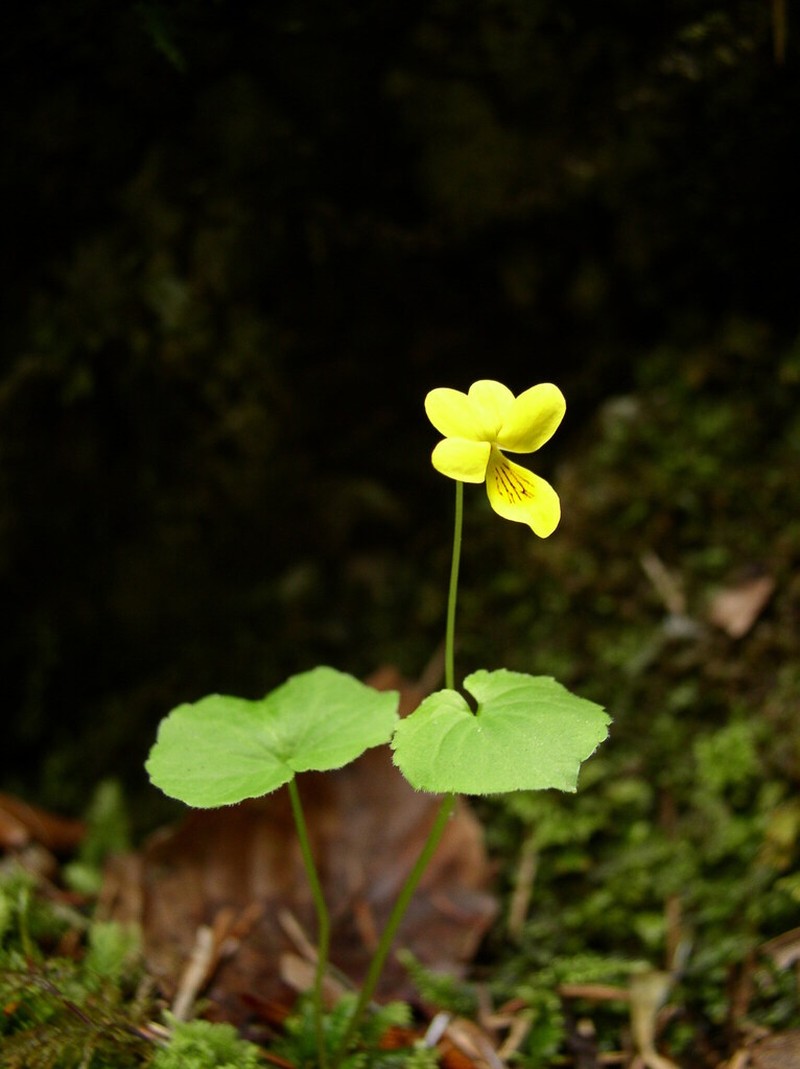 Arctic Yellow Violet photo 7