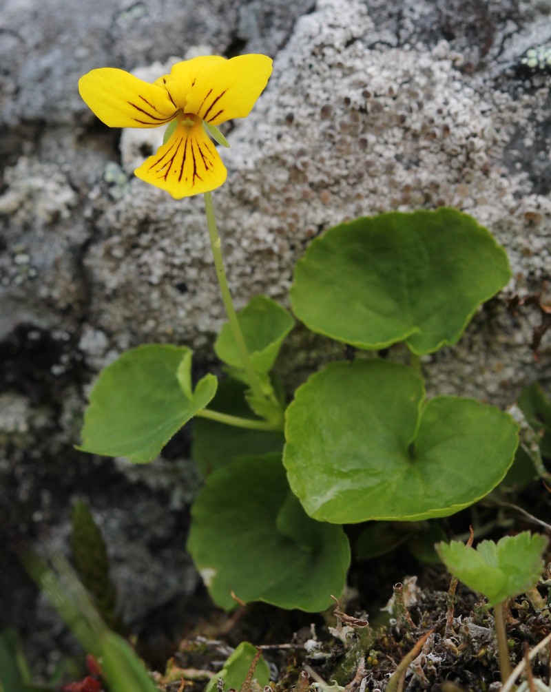 Arctic Yellow Violet