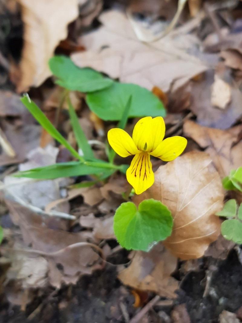 Viola biflora subsp. biflora