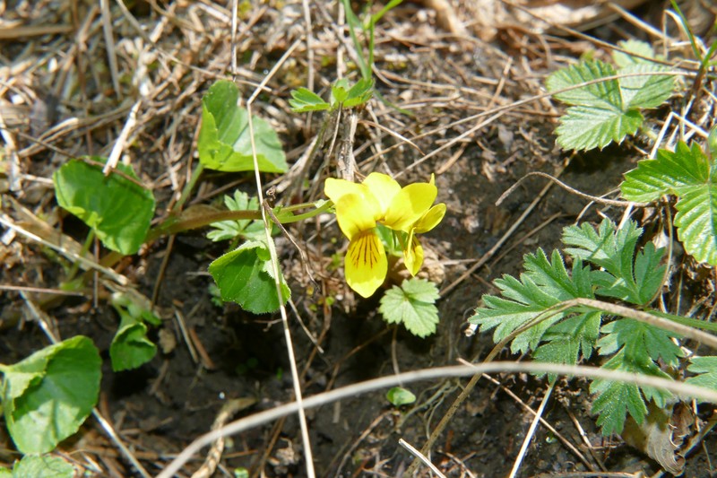 Viola biflora subsp. biflora photo 2