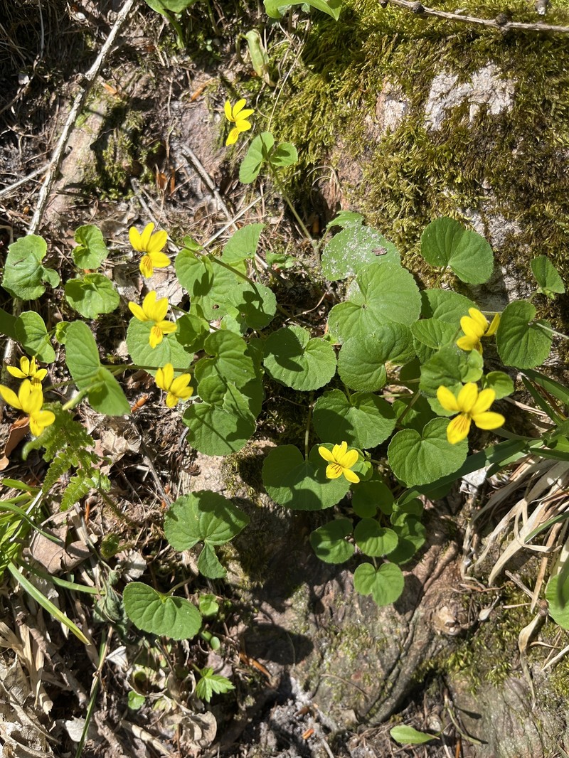 Viola biflora subsp. biflora photo 3