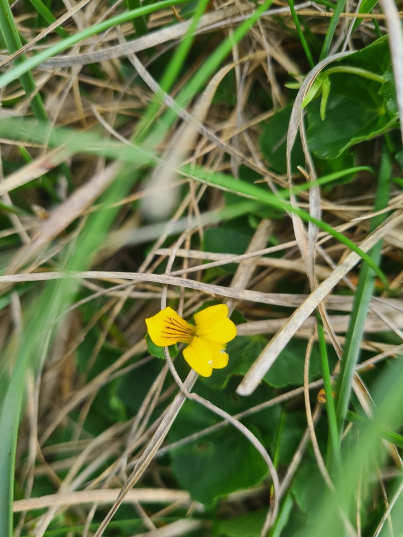 Viola biflora subsp. biflora photo 4