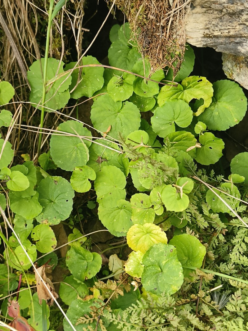 Viola biflora subsp. biflora photo 5