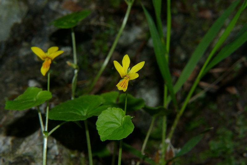 Viola biflora subsp. biflora photo 6