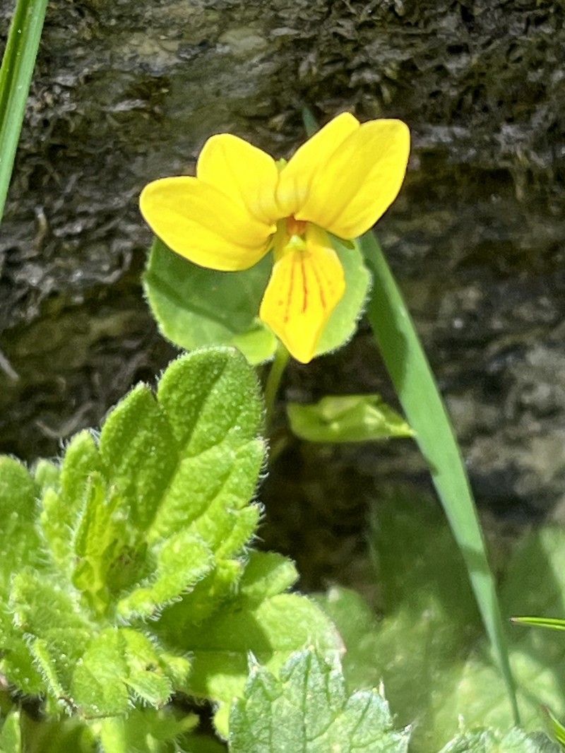 Viola biflora subsp. biflora photo 7