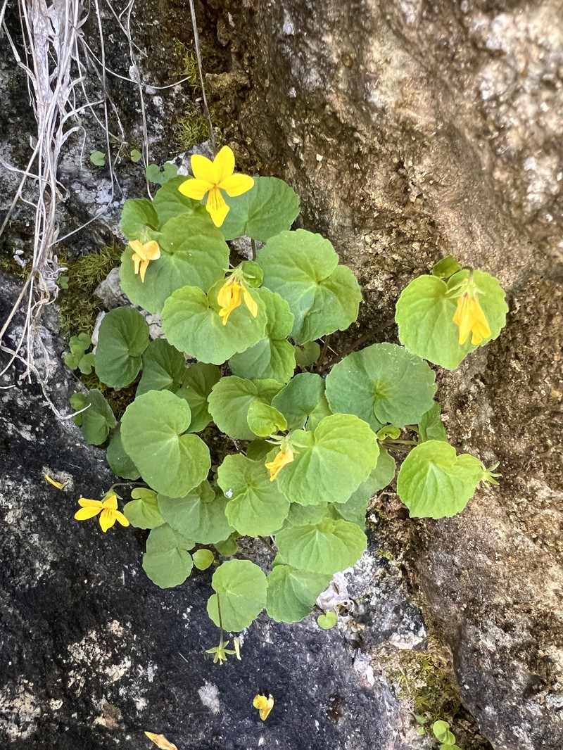 Viola biflora subsp. biflora photo 8
