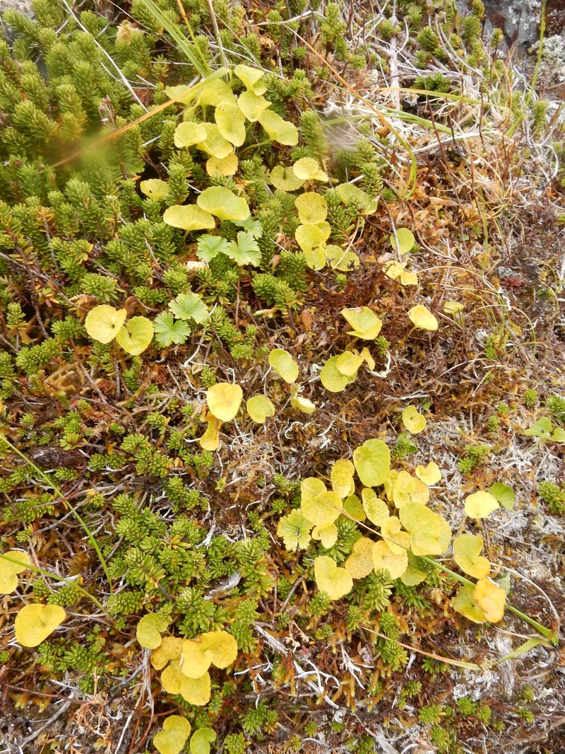 Viola biflora subsp. carlottae