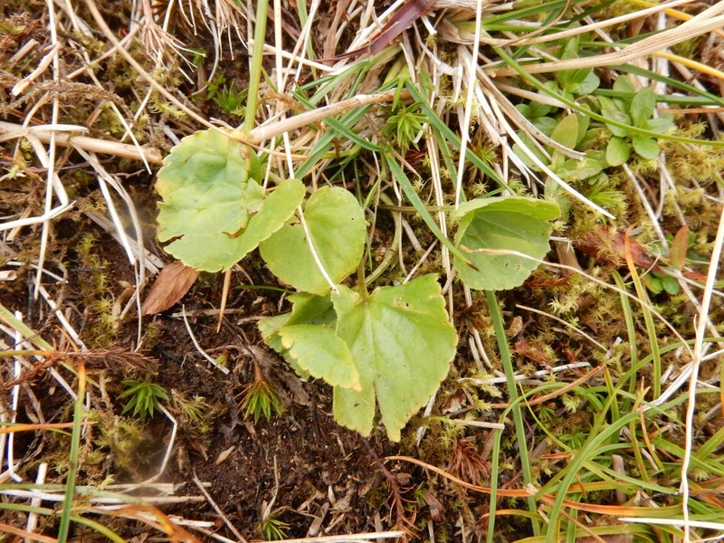 Viola biflora subsp. carlottae photo 2