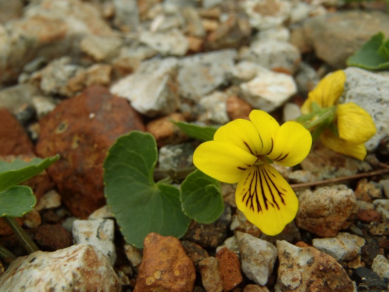 Viola biflora subsp. carlottae photo 3