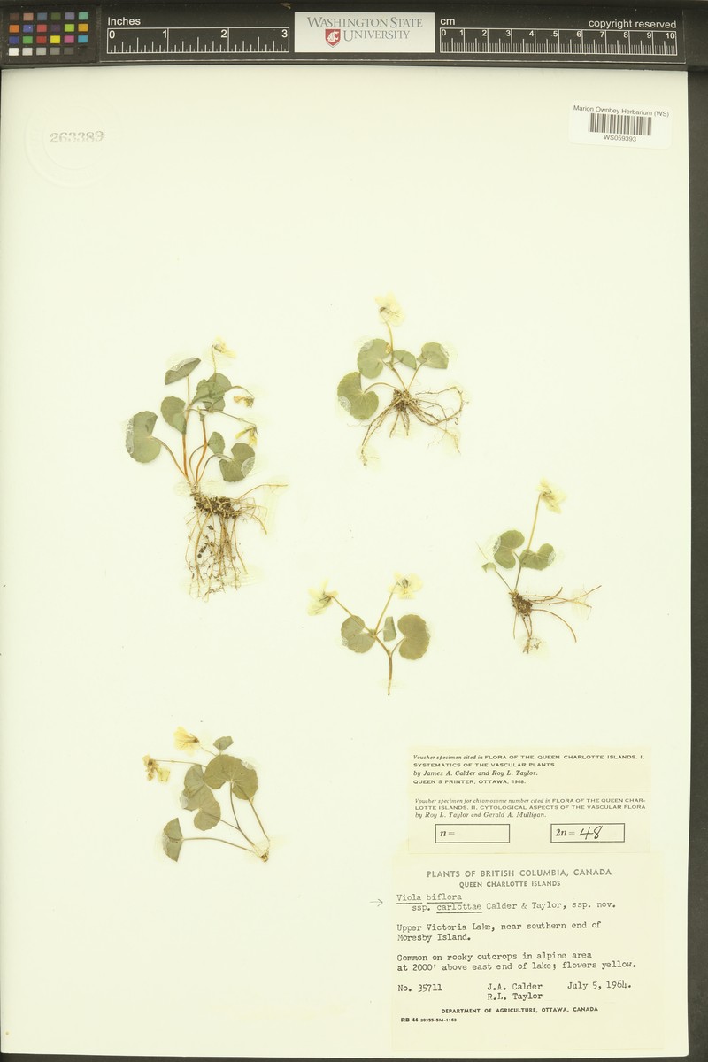 Viola biflora subsp. carlottae photo 4