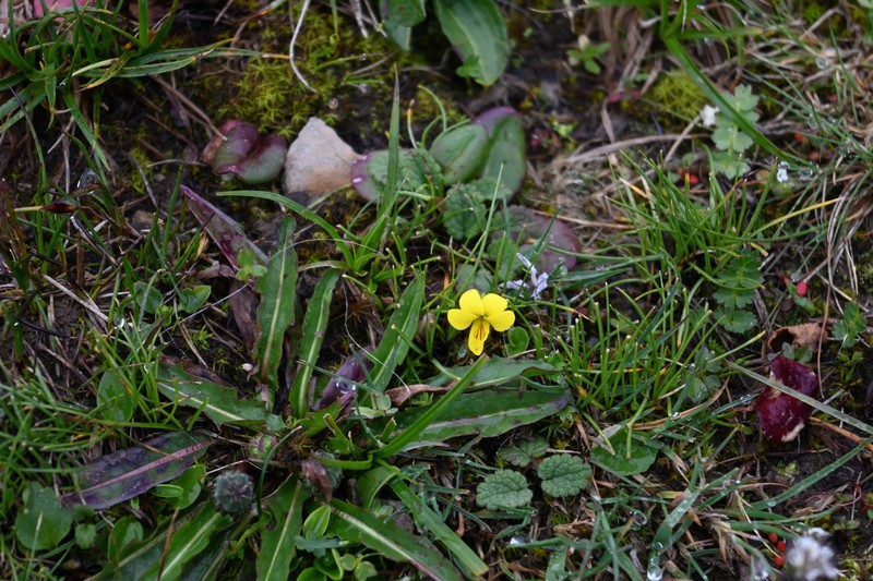 Viola biflora var. rockiana