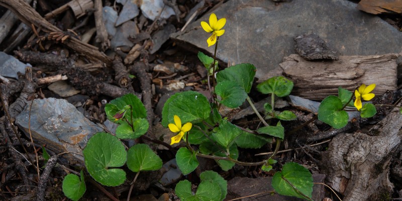Viola biflora var. rockiana photo 2