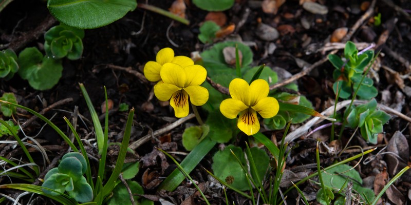 Viola biflora var. rockiana photo 3