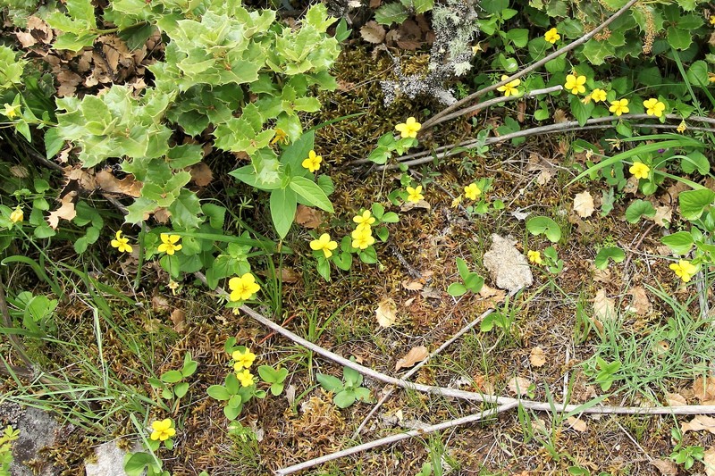Viola biflora var. rockiana photo 4