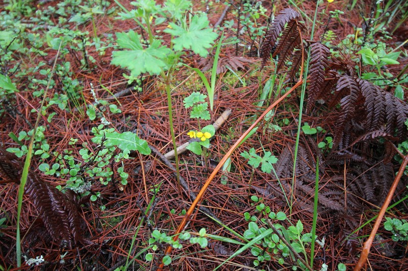 Viola biflora var. rockiana photo 5