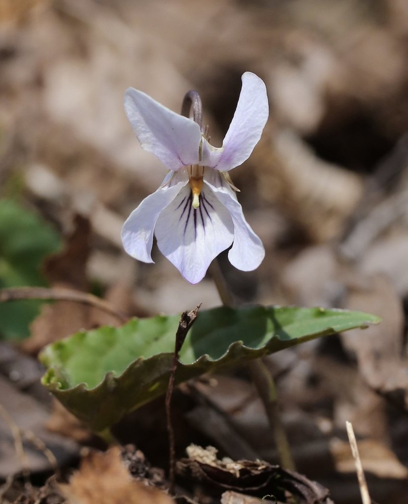 Viola bissetii