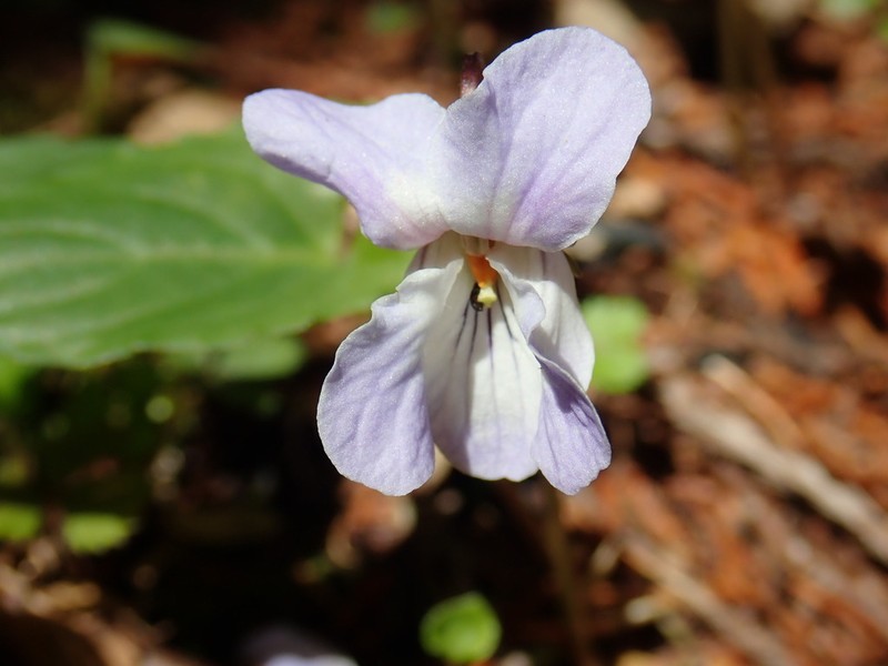Viola bissetii photo 2