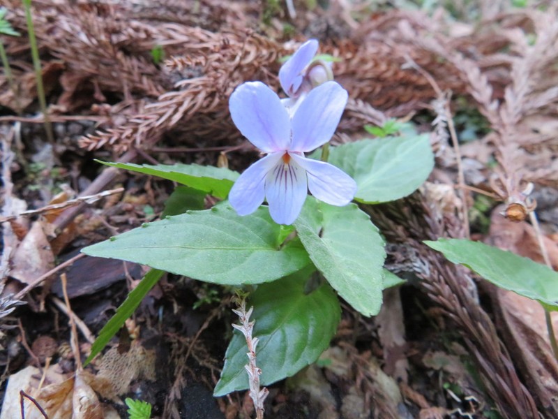 Viola bissetii photo 3