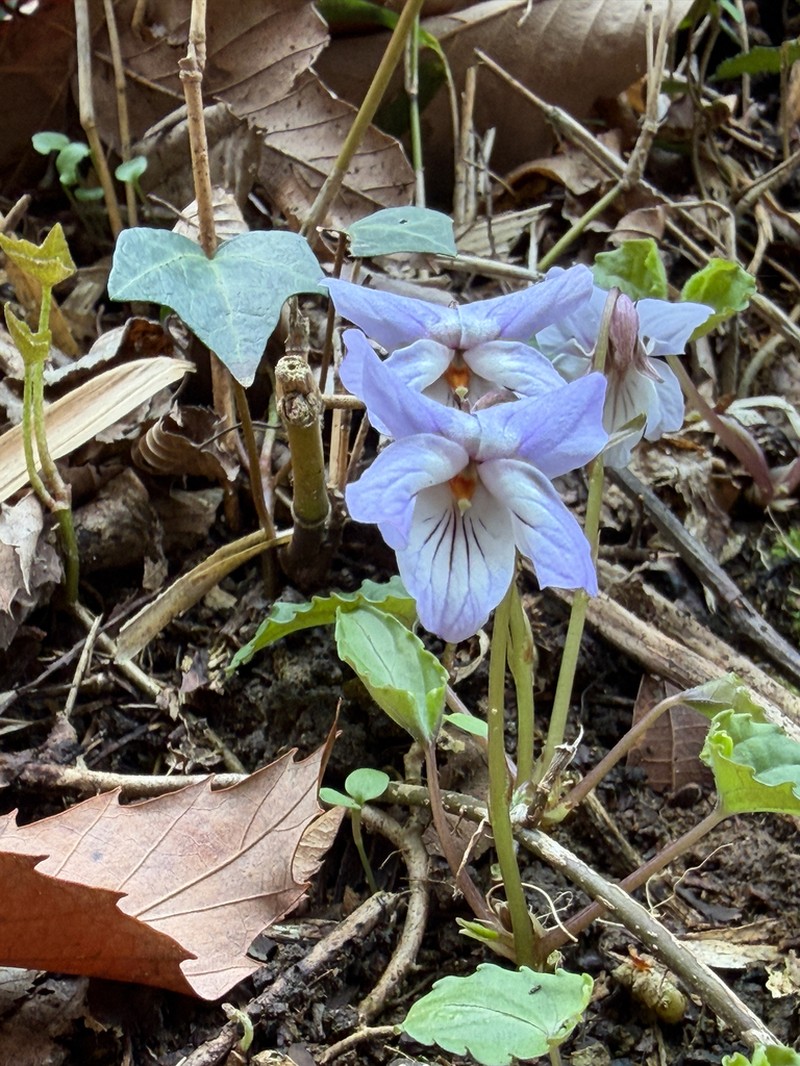 Viola bissetii photo 6