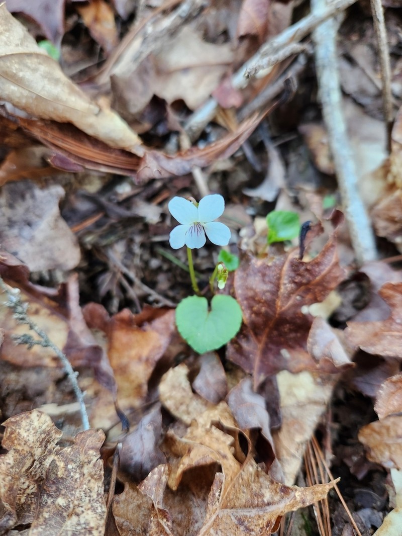 Sweet White Violet photo 2