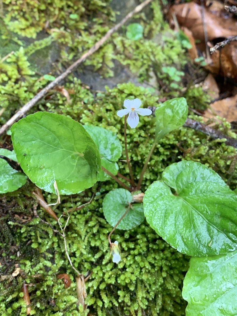 Sweet White Violet photo 3