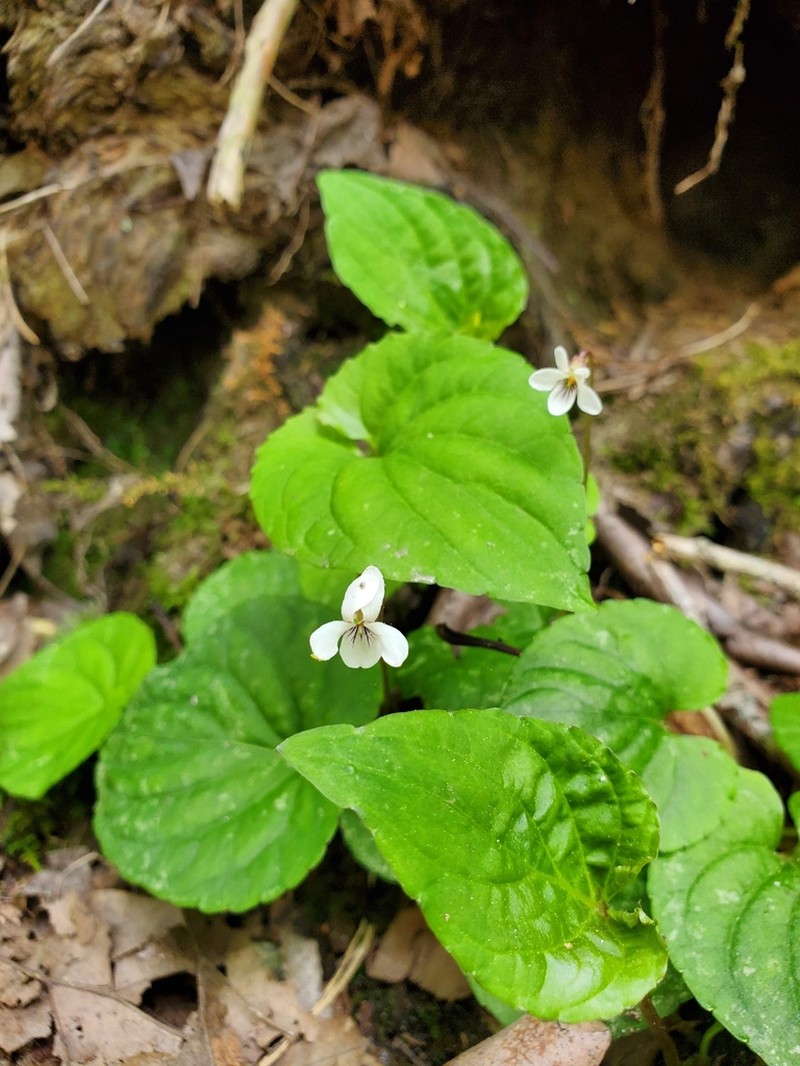 Sweet White Violet photo 4