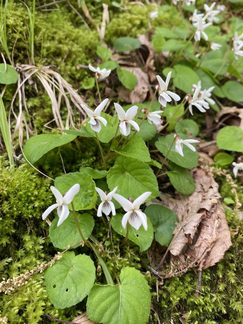 Sweet White Violet photo 5