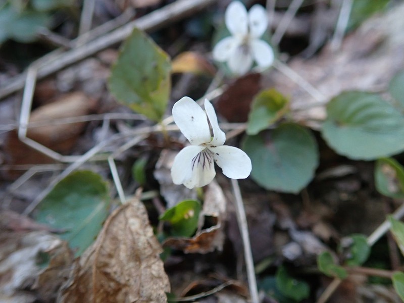 Sweet White Violet photo 6