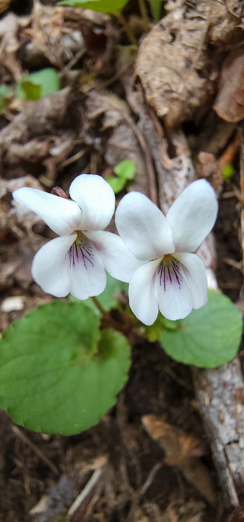 Sweet White Violet photo 7