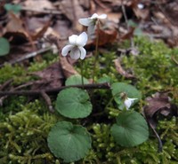 Sweet White Violet