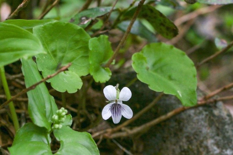 Viola blandiformis photo 2