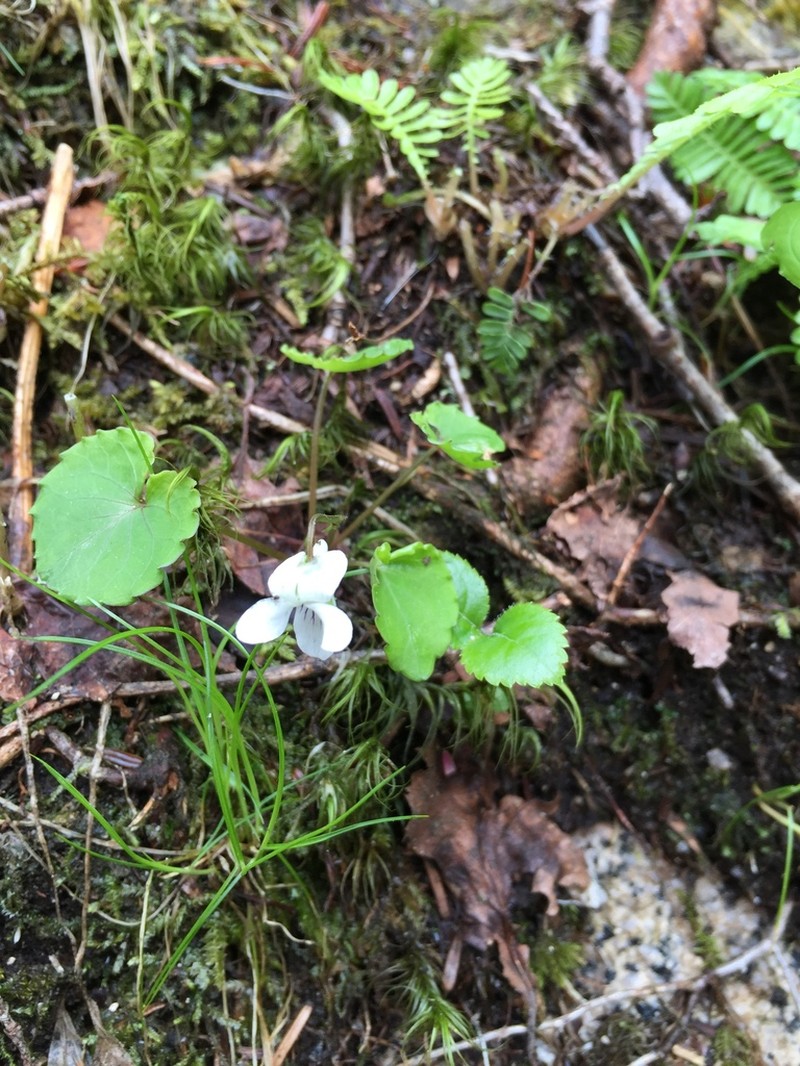 Viola blandiformis photo 3