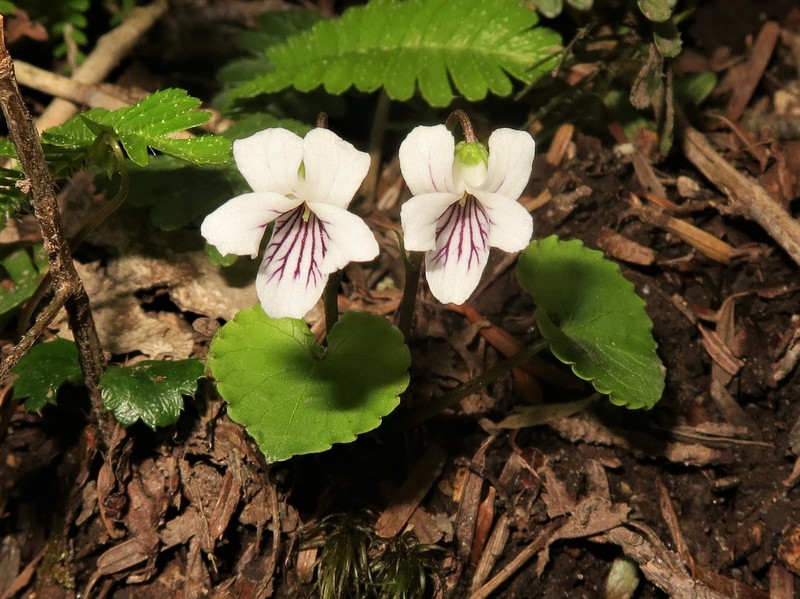Viola blandiformis